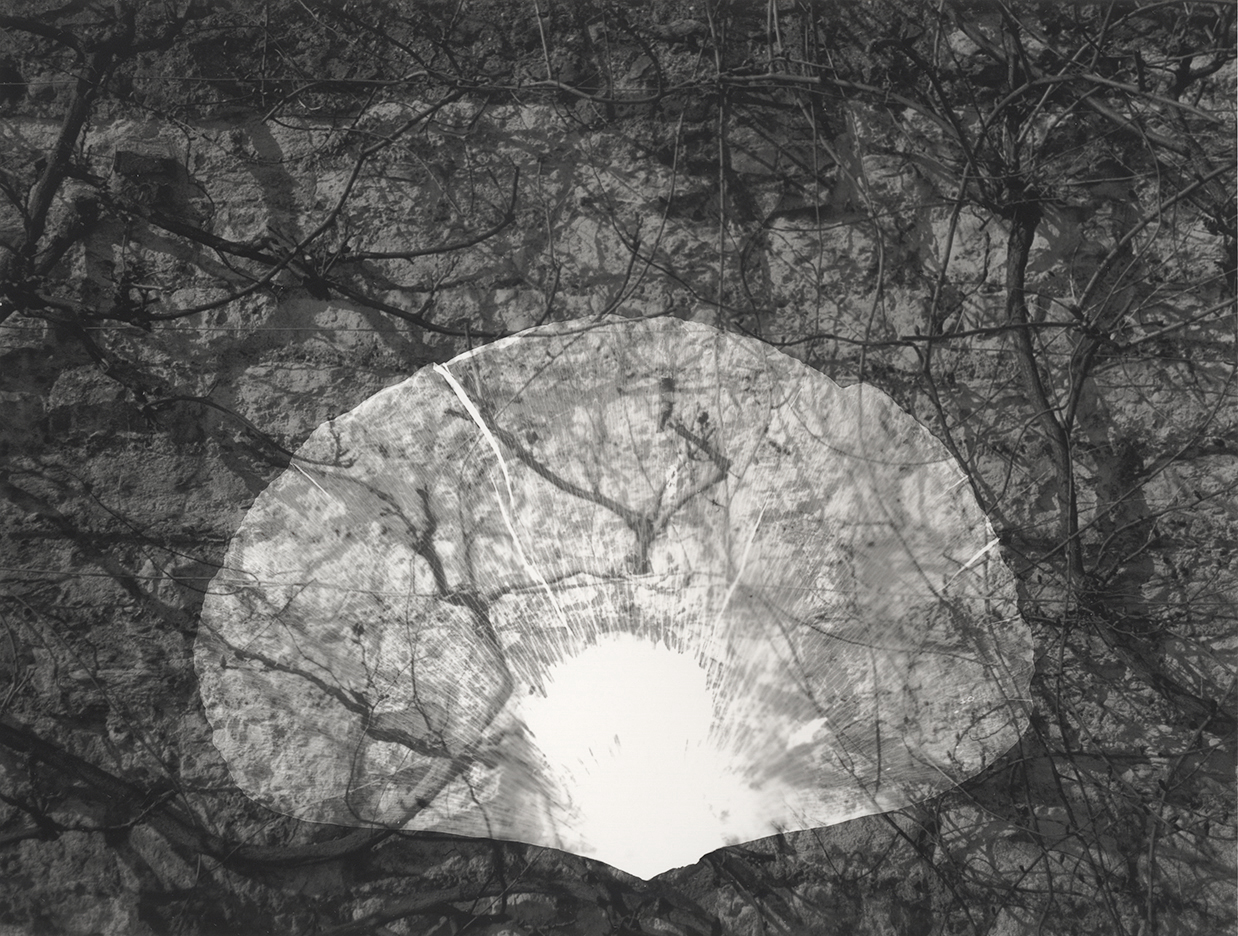 Petal photogram on background image of vines, RC paper